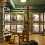 Hotel pets cat pet interior animal resort shelter sms boarding room kennel architecture house archdaily cattery sanctuary choose board adoption