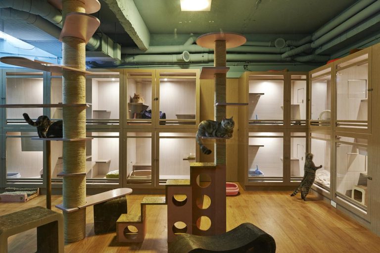 Hotel pets cat pet interior animal resort shelter sms boarding room kennel architecture house archdaily cattery sanctuary choose board adoption
