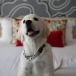 Friendly hotel pet chains dogvills dog hotels article