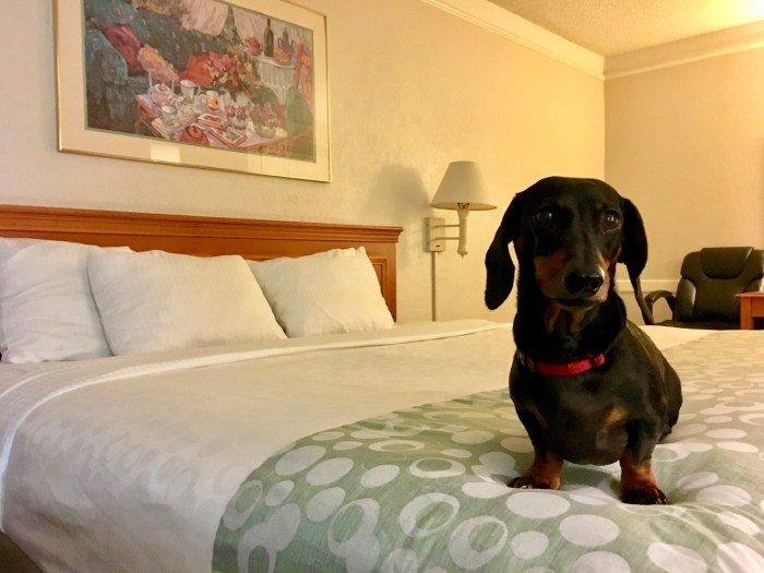 Pet friendly hotels luxury accommodation cats bed