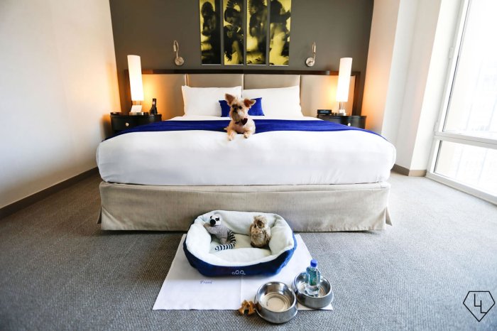 Pet friendly amenities hotels york hotel gansevoort city luxurylaunches pooch pampering luxury top meatpacking nyc