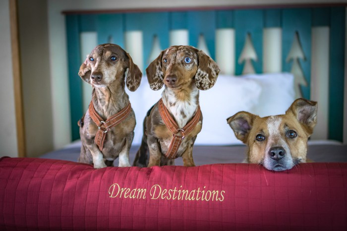 Friendly pet hotels