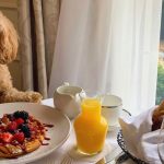Pet friendly hotels singapore staycations hotel chalets furkid resorts night