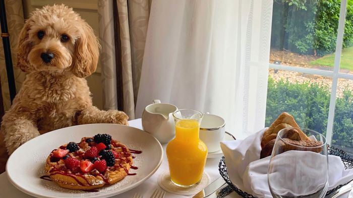 Friendly hotels pet america finding having found hard ve quality high time