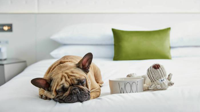 Friendly pet hotels singapore hotel staycations intercontinental furkid resorts chalets night credit