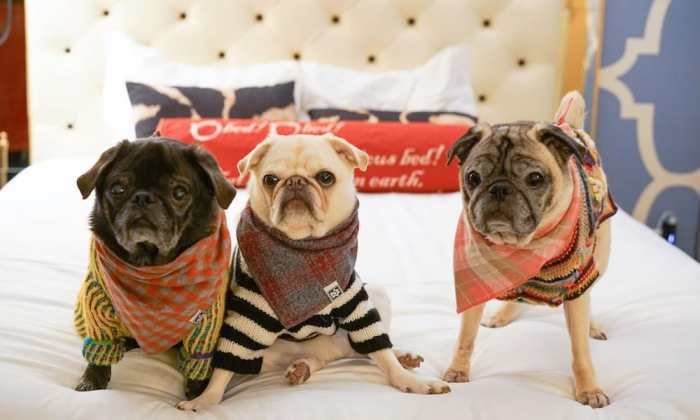Friendly pet hotels