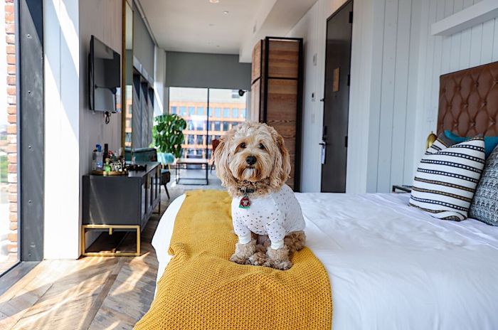 Barket bedford pooch totally pawesome