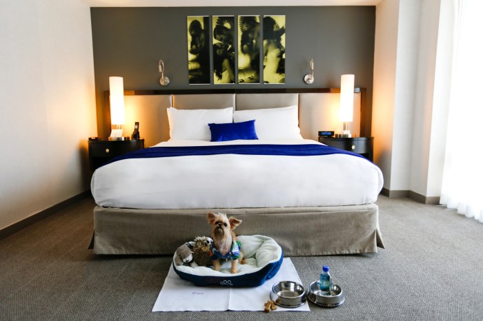 Friendly pet hotels hotel dog travelzoo
